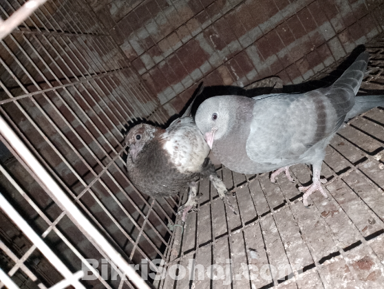 গিরিবাজ কবুতর এর বাচ্চা